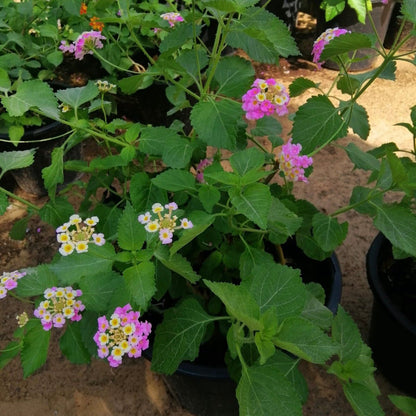 Lantana Camara, Pinkmound, West Indian Lantana 30 - 40cm - Greensouq - 