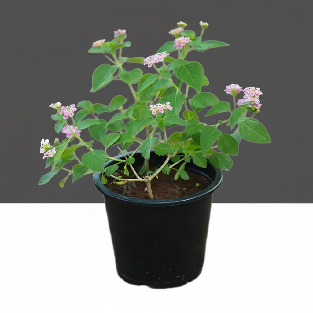 Lantana Camara, Pinkmound, West Indian Lantana 30 - 40cm - Greensouq - 