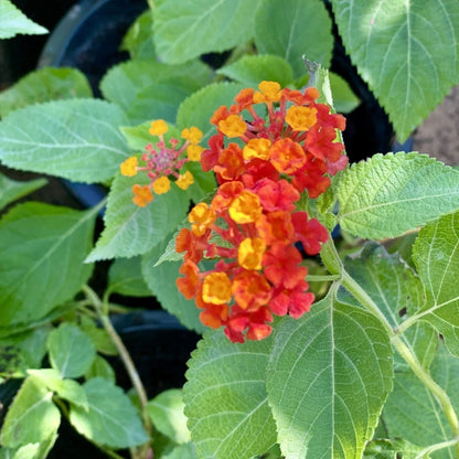 Lantana Camara "Red Sage" 30 - 40cm - Greensouq - 