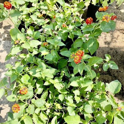 Lantana Camara "Red Sage" 30 - 40cm - Greensouq - 