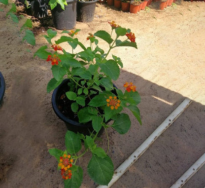 Lantana Camara "Red Sage" 30 - 40cm - Greensouq - 