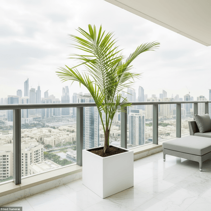 Large Coconut Palm Privacy Plant 2.0 - 2.5m - Enhance Your Space! pot size 50x50 white - Greensouq - 