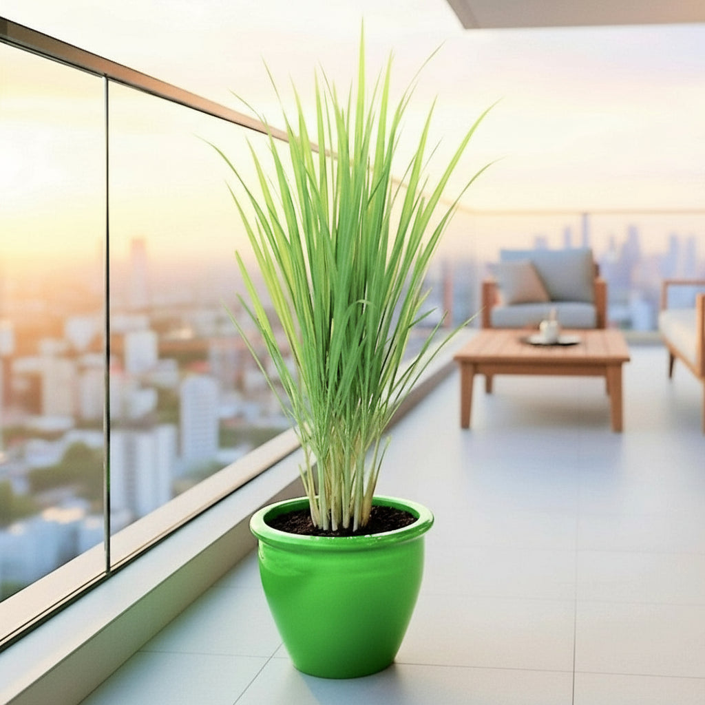 Lemon Grass / Citronella or Cymbopogon Citratus 40 - 60cm عشبة ليمون. - Greensouq - 