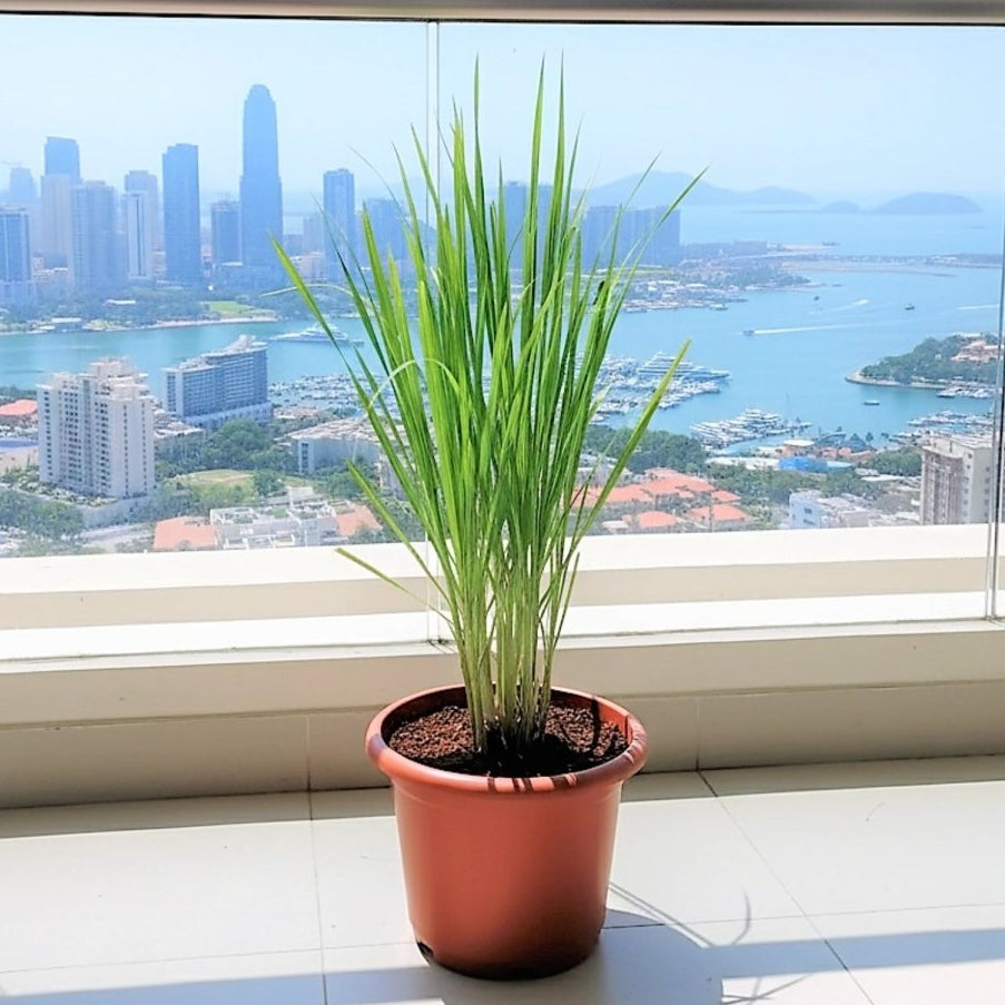 Lemon Grass / Citronella or Cymbopogon Citratus 40 - 60cm عشبة ليمون. - Greensouq - 