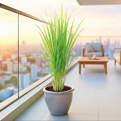 Lemon Grass / Citronella or Cymbopogon Citratus 40 - 60cm عشبة ليمون. - Greensouq - 