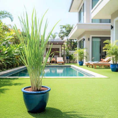 Lemon Grass / Citronella or Cymbopogon Citratus 40 - 60cm عشبة ليمون. - Greensouq - 
