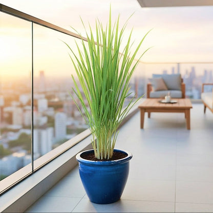 Lemon Grass / Citronella or Cymbopogon Citratus 40 - 60cm عشبة ليمون. - Greensouq - 