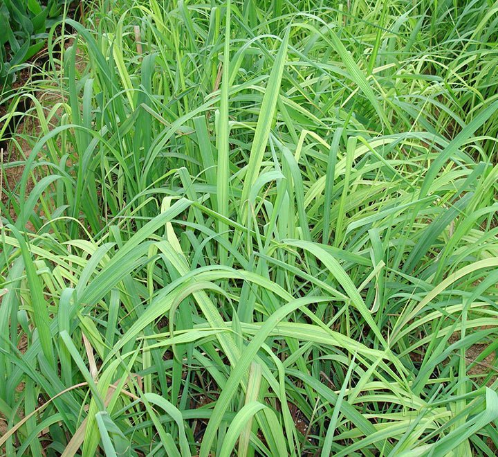 Lemon Grass, Citronella or Cymbopogon Citratus 40 - 60cm عشبة ليمون. - Greensouq - 