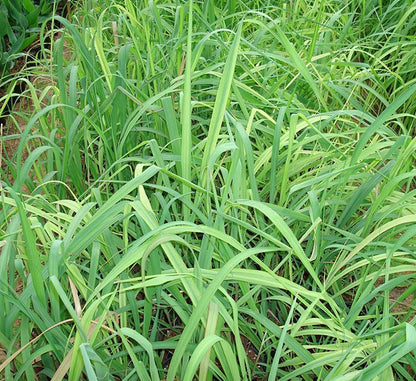 Lemon Grass, Citronella or Cymbopogon Citratus 40 - 60cm عشبة ليمون. - Greensouq - 