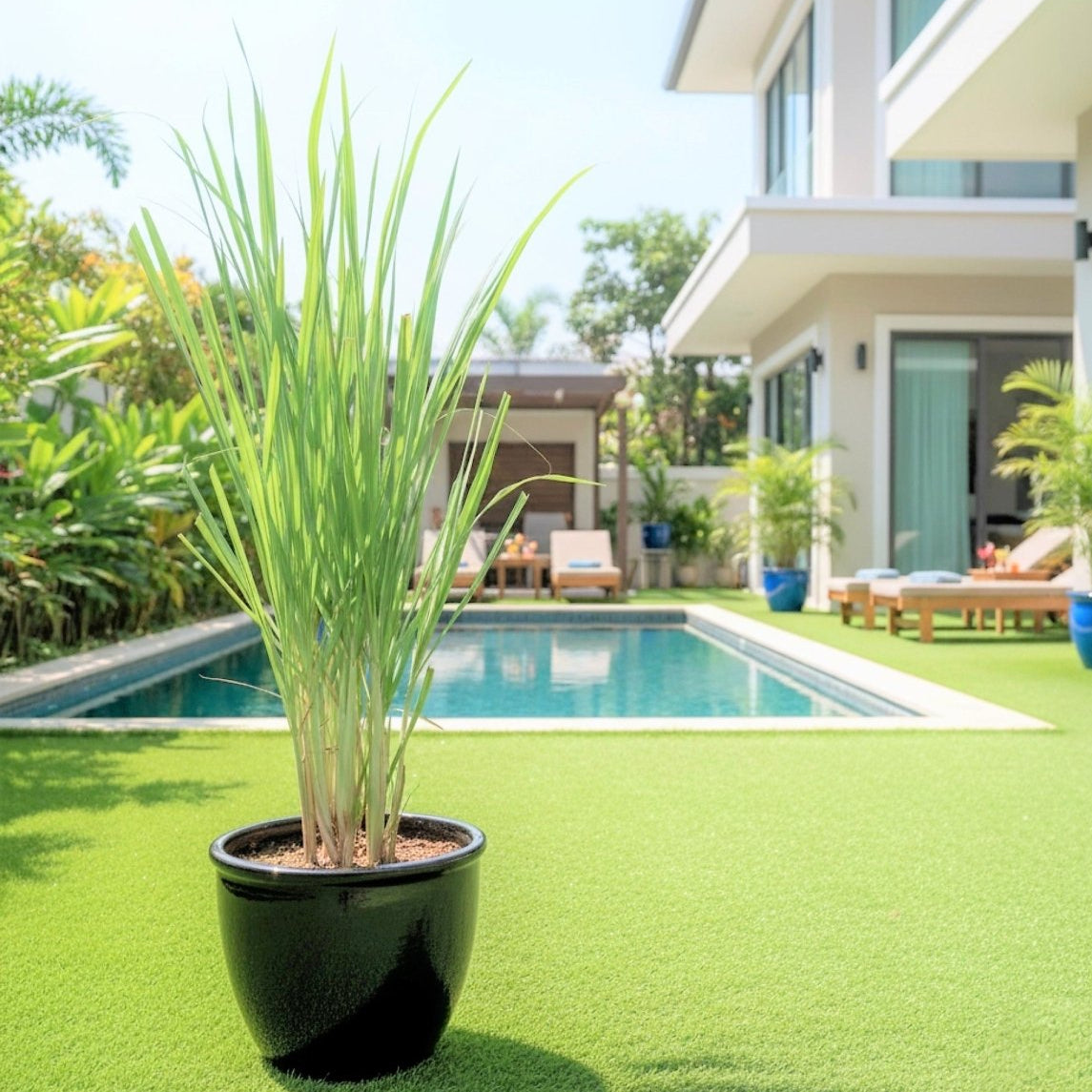 Lemon Grass / Citronella or Cymbopogon Citratus 40 - 60cm عشبة ليمون. - Greensouq - 