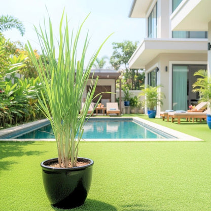 Lemon Grass / Citronella or Cymbopogon Citratus 40 - 60cm عشبة ليمون. - Greensouq - 