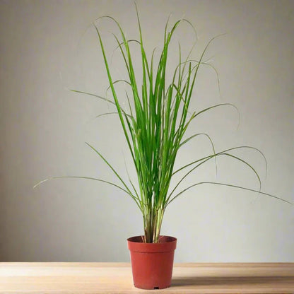 Lemon Grass, Citronella or Cymbopogon Citratus 40 - 60cm عشبة ليمون. - Greensouq - 