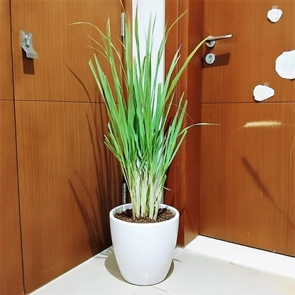 Lemon Grass / Citronella or Cymbopogon Citratus 40 - 60cm عشبة ليمون. - Greensouq - 