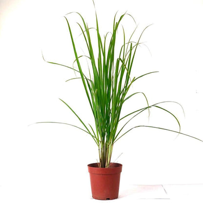 Lemon Grass, Citronella or Cymbopogon Citratus 40 - 60cm عشبة ليمون. - Greensouq - 