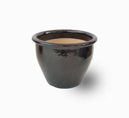 Lime Tree 'Binzaheer' ليمون بن زهير - Greensouq - 
