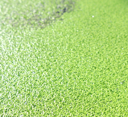 Live Floating Duckweeds "Lemna Minor" - Greensouq - 