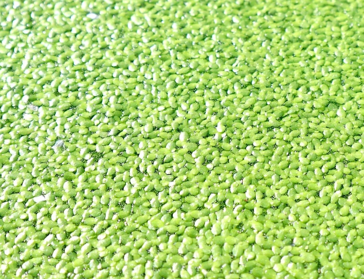 Live Floating Duckweeds "Lemna Minor" - Greensouq - 