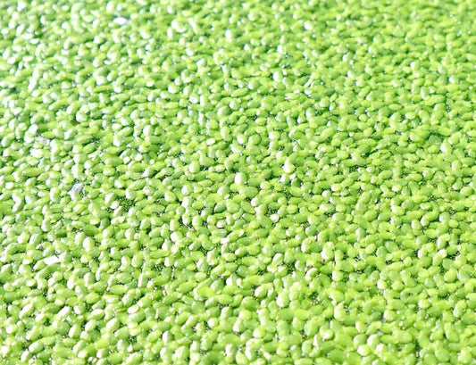Live Floating Duckweeds "Lemna Minor" - Greensouq - 
