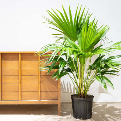 Livistona Palm | Chinese Fan palm 0.8 - 1m Height - Greensouq - 