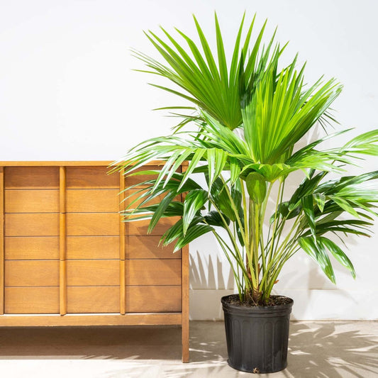 Livistona Palm | Chinese Fan palm 0.8 - 1m Height - Greensouq - 
