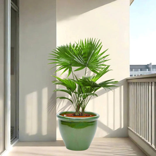 Livistona Palm | Chinese Fan Palm in Rolled Rim Pot - Greensouq -
