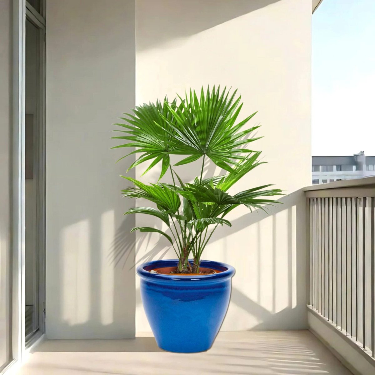 Livistona Palm | Chinese Fan Palm in Rolled Rim Pot - Greensouq -