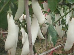 Agrimax Long white Eggplant Seeds - Greensouq -