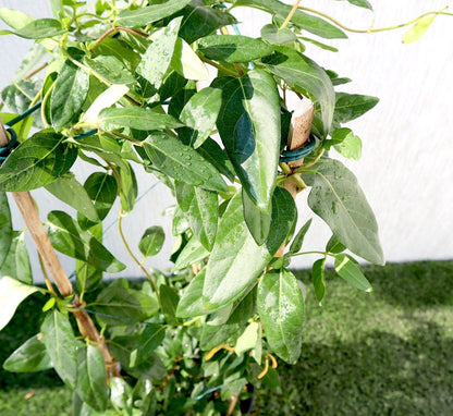 Lonicera "Honeysuckle" 0.8 - 1.0m - Greensouq - 