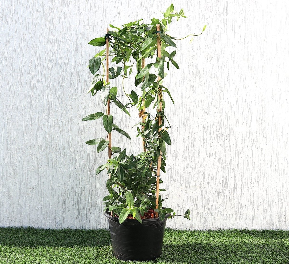 Lonicera "Honeysuckle" 0.8 - 1.0m - Greensouq - 