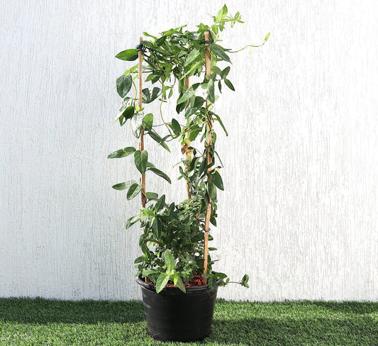 Lonicera "Honeysuckle" 0.8 - 1.0m - Greensouq - 