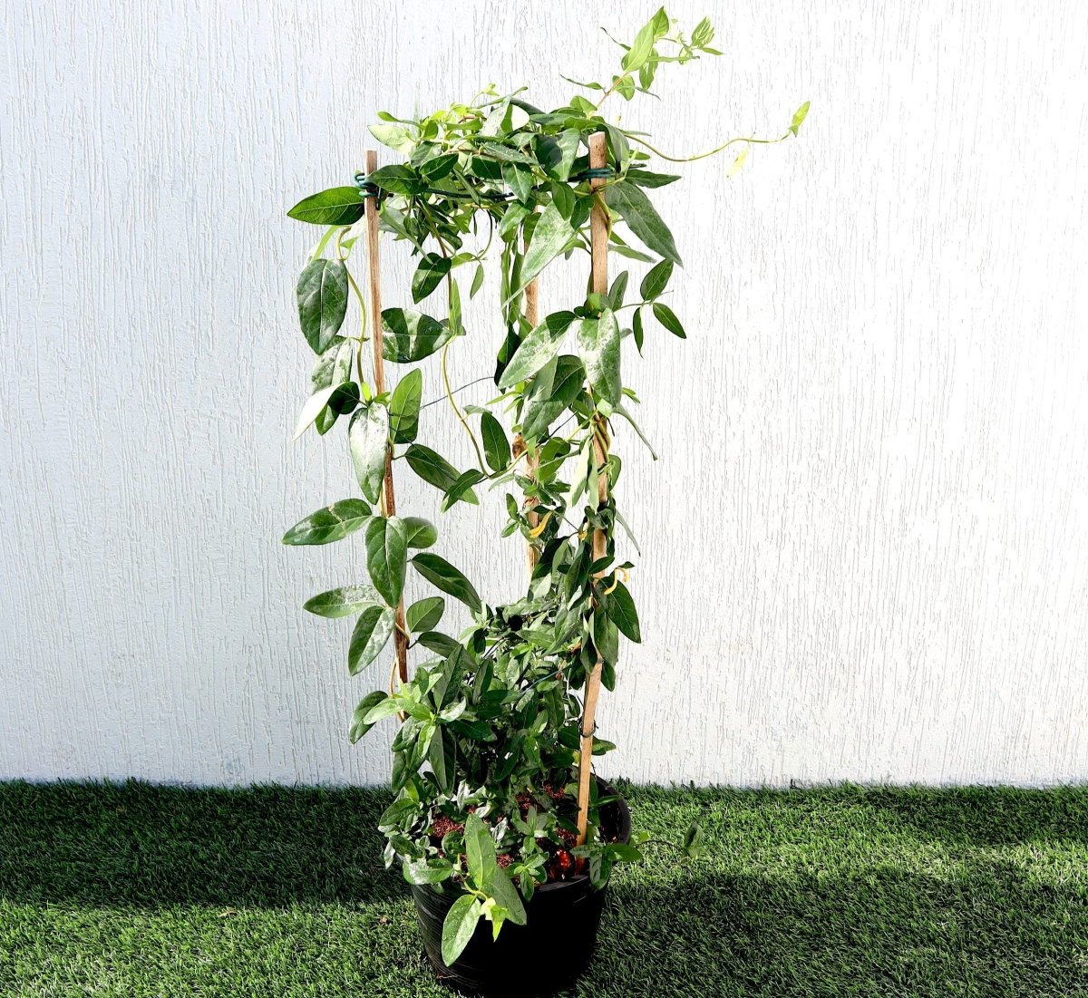 Lonicera "Honeysuckle" 0.8 - 1.0m - Greensouq - 