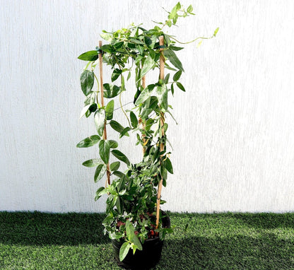 Lonicera "Honeysuckle" 0.8 - 1.0m - Greensouq - 