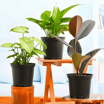 Indoor Plant Bundle | Low Maintenance Plants Bundle, Rubber Plant, Syngonium Podophyllum, Money Plant, - Greensouq -
