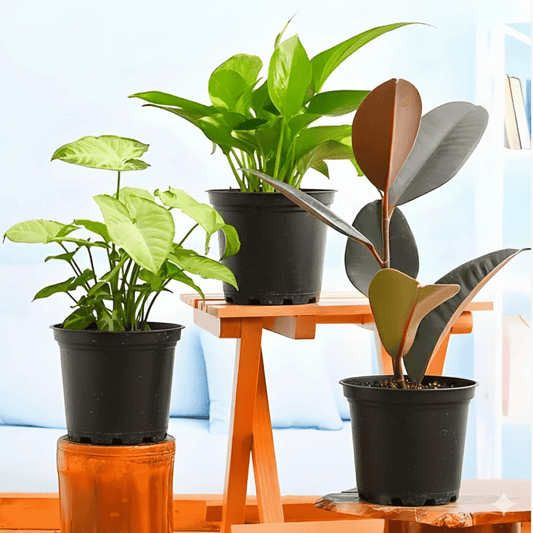 Indoor Plant Bundle | Low Maintenance Plants Bundle, Rubber Plant, Syngonium Podophyllum, Money Plant, - Greensouq -