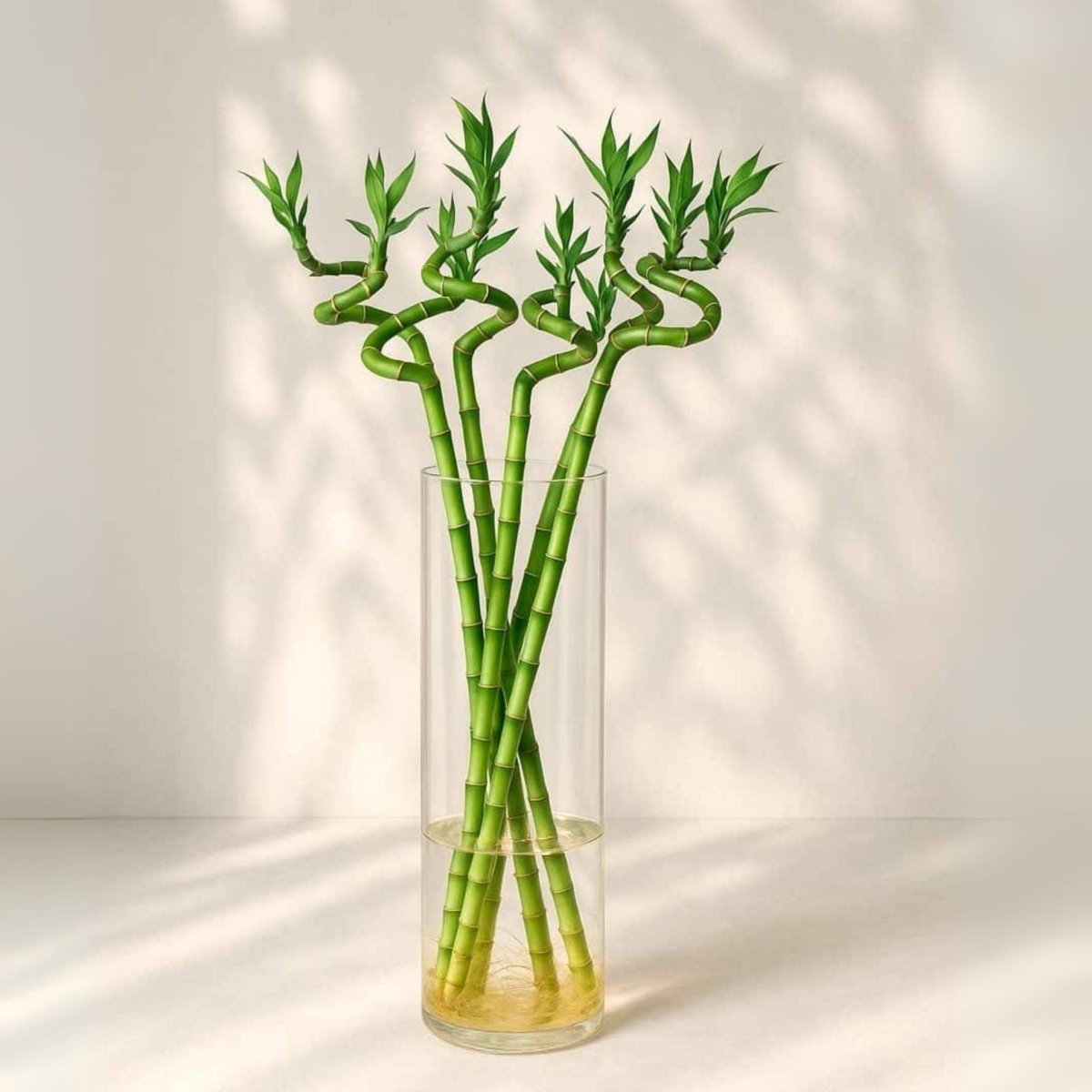 Lucky Bamboo | Indoor Bamboo Plants Sticks, Water indoor bamboo | الخيزران محظوظا - Greensouq - 