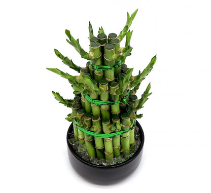 Lucky Bamboo Steps - Greensouq - 