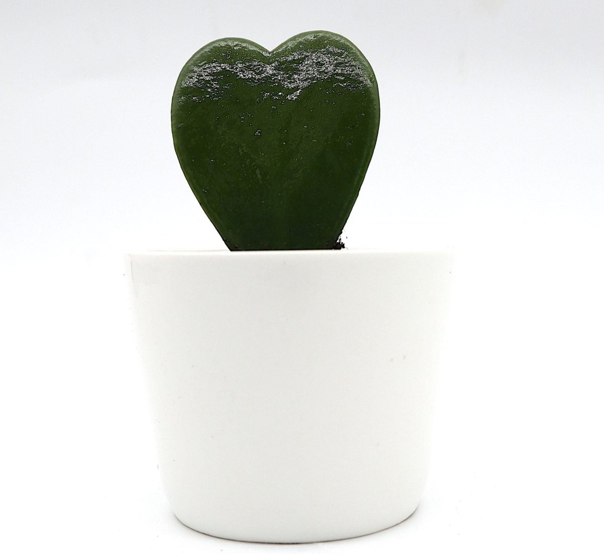 Lucky Heart "Hoya Kerrii" 5 - 8cm - Greensouq - 