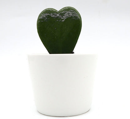 Lucky Heart "Hoya Kerrii" 5 - 8cm - Greensouq - 