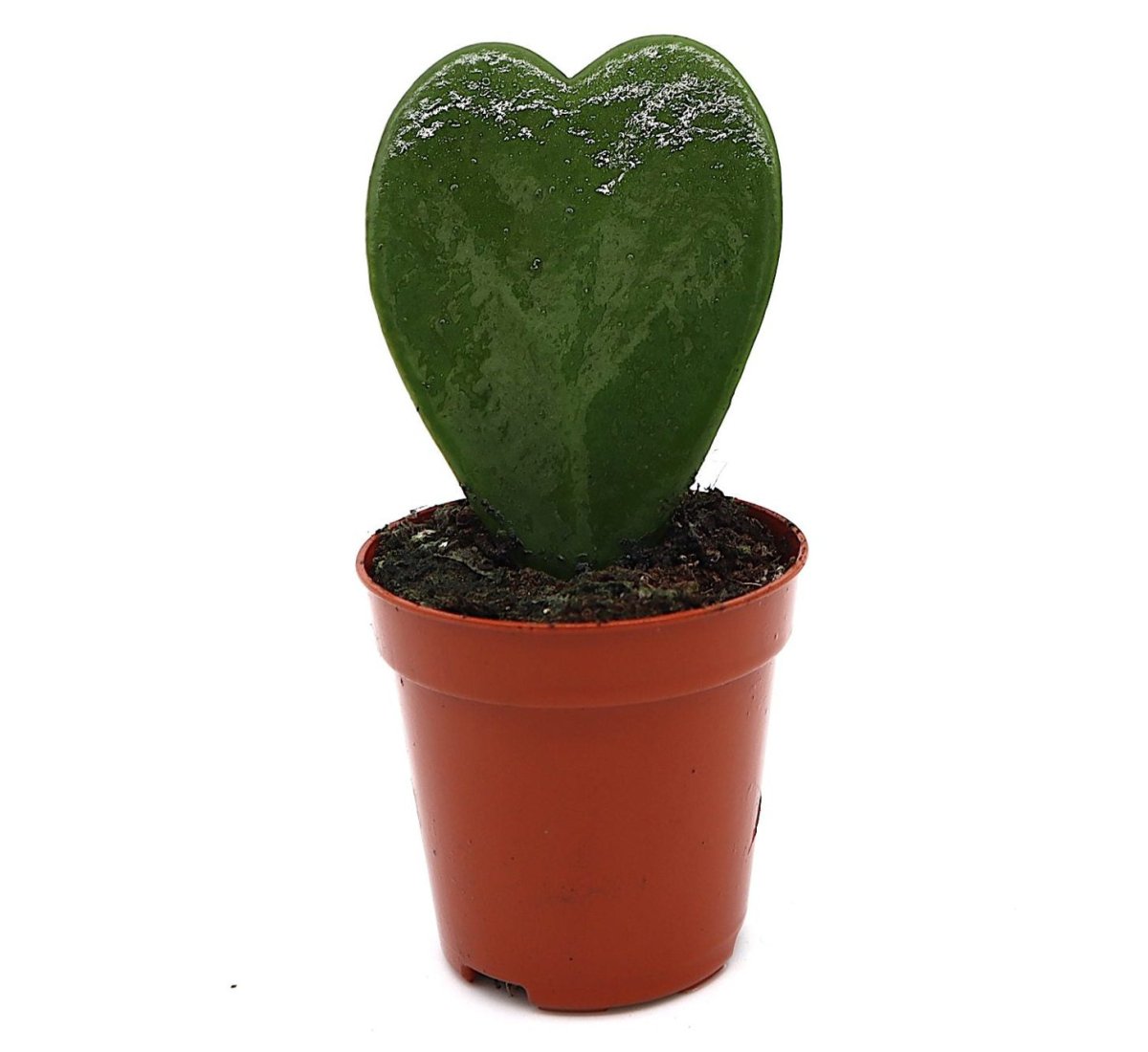 Lucky Heart "Hoya Kerrii" 5 - 8cm - Greensouq - 