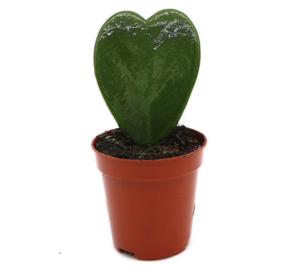 Lucky Heart "Hoya Kerrii" 5 - 8cm - Greensouq - 