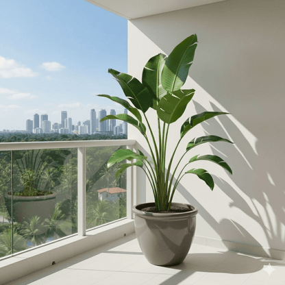 Madagascar Traveller's Palm in Rolled Rim Pot size 48x37 - 1.2 - 1.5m plant - Greensouq - 