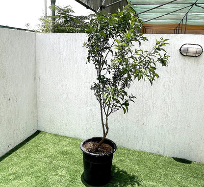 Mandarin Plant "Pakistan's Best Mandarin" 1.3 - 1.6 m - Greensouq - 