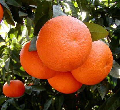 Mandarin Plant "Pakistan's Best Mandarin" 1.3 - 1.6 m - Greensouq - 