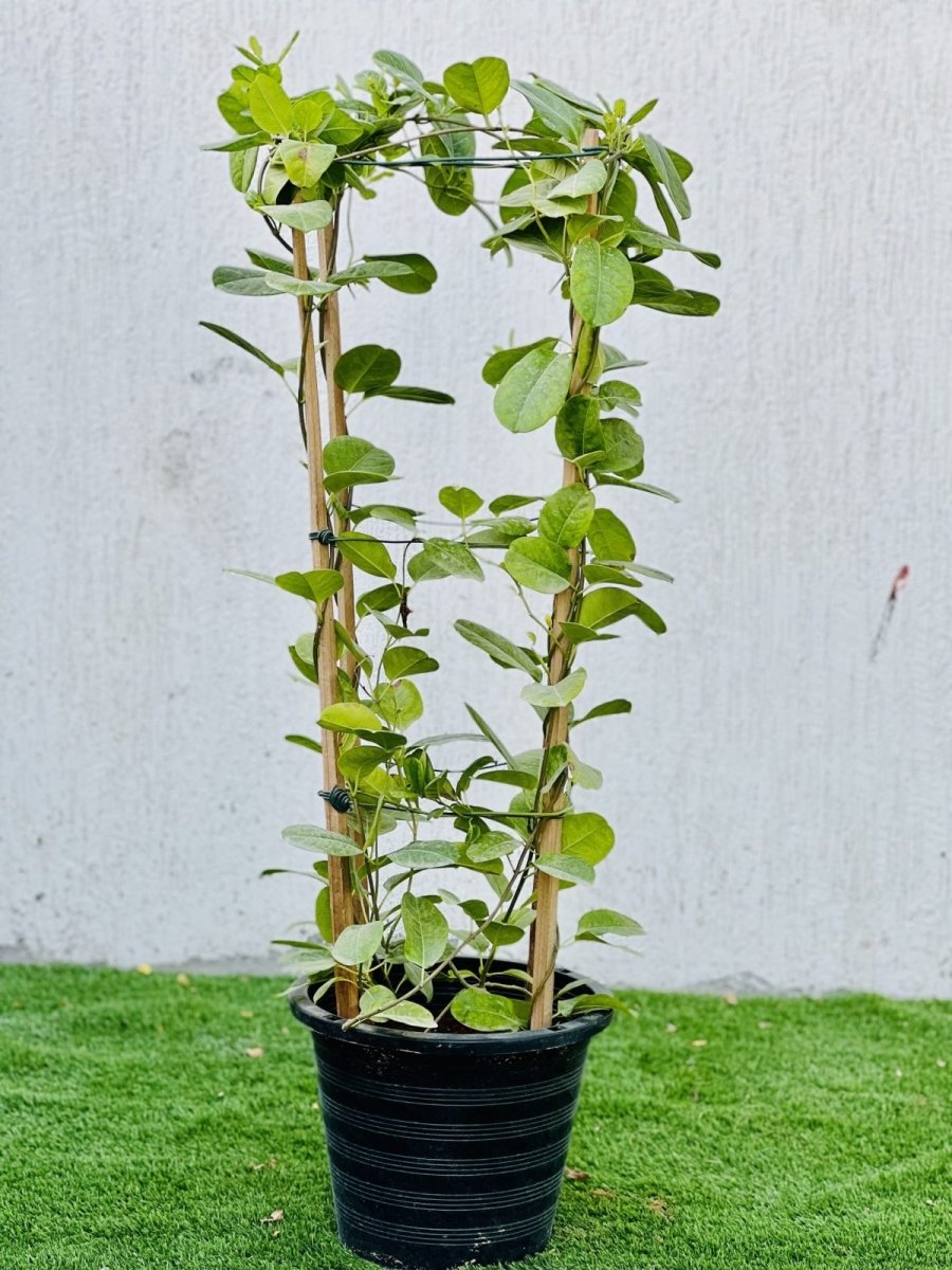 Mandevilla Splendens Or Yellow Bell Climber - Greensouq - 