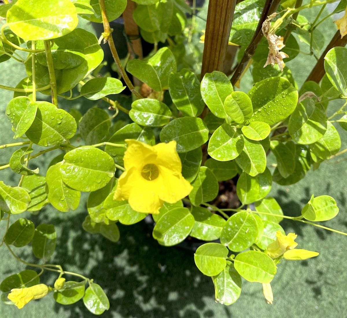 Mandevilla Splendens Or Yellow Bell Climber - Greensouq - 