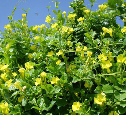 Mandevilla Splendens Or Yellow Bell Climber - Greensouq - 