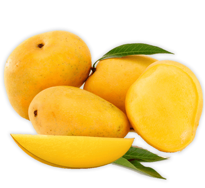 Mango Plant "Chaunsa" Pakistan's Delicious Small Mangoes 1.2 - 1.5m - Greensouq - 
