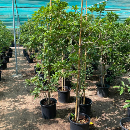 Manilkara Zapota Or Chikoo Tree شجرة الشيكو - Greensouq -