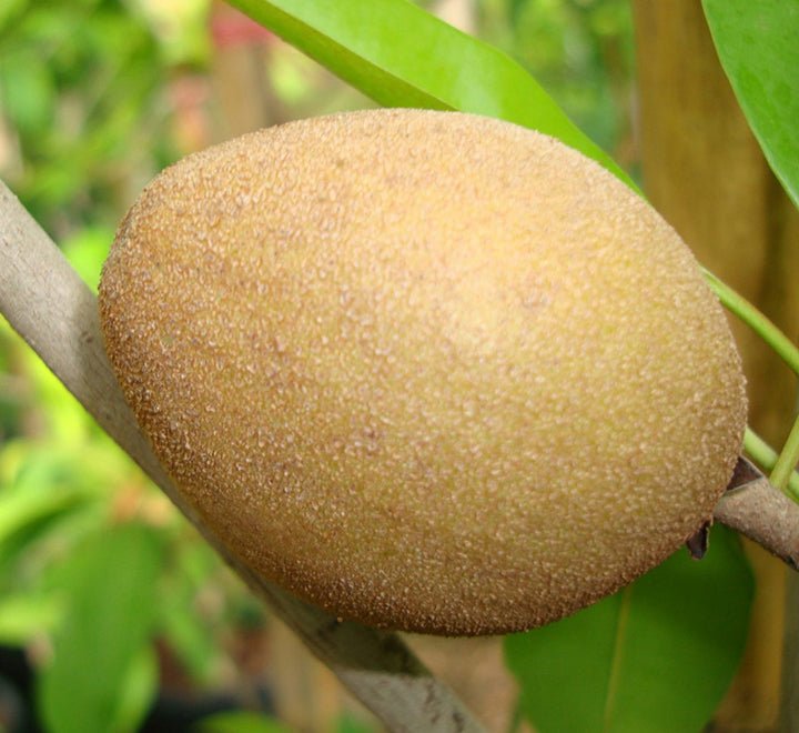 Manilkara Zapota Or Chikoo Tree شجرة الشيكو - Greensouq -