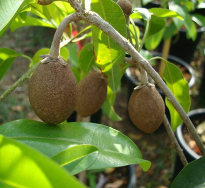 Manilkara Zapota Or Chikoo Tree شجرة الشيكو - Greensouq -